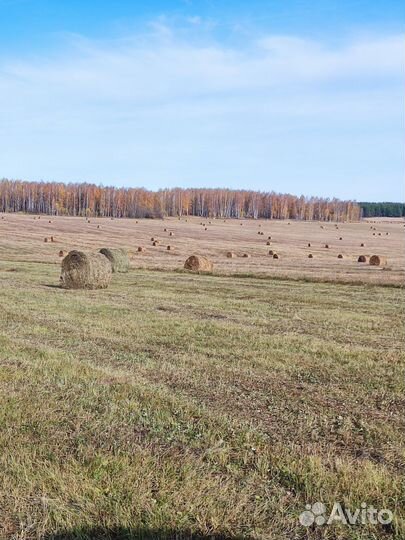 Продам сено в рулонах