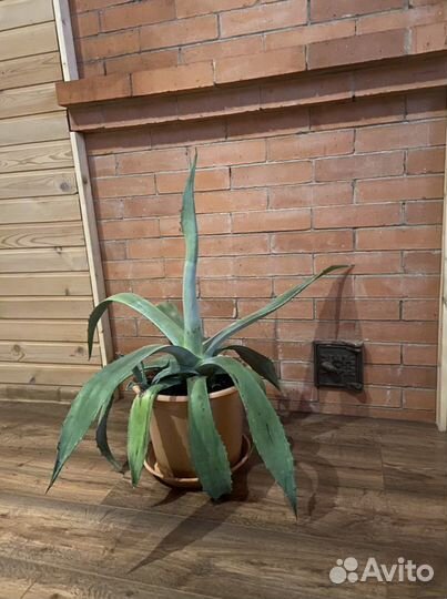 Американская Агава