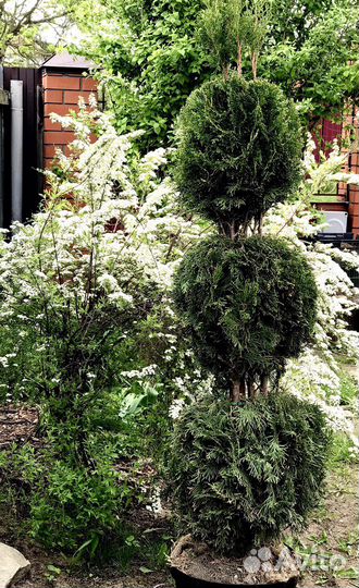 Туя смарагд фигурная стрижка