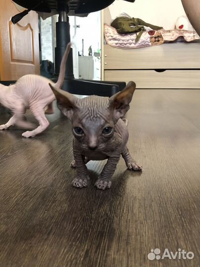 Канадский сфинкс