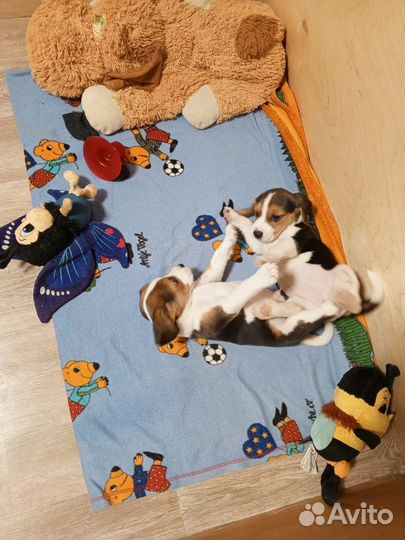 Щенки Бигль