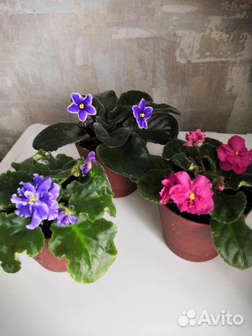 Сортовые фиалки