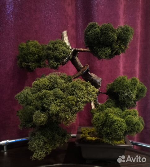 Дерево бонсай