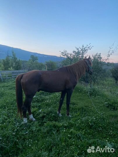 Продам лошадь