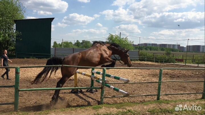 Кобыла 2018 продажа или обмен