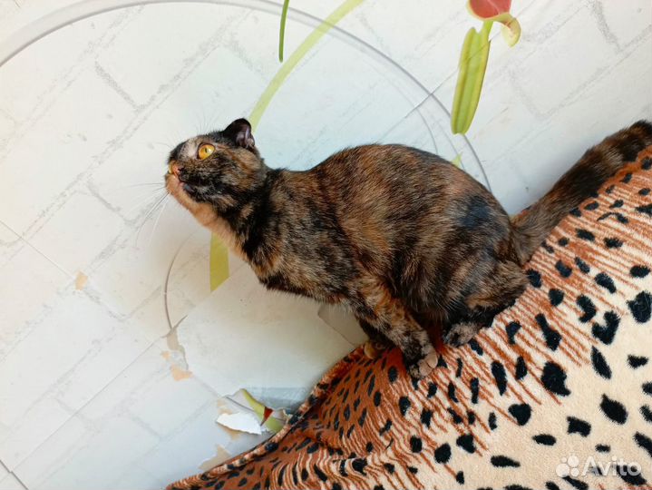 Шотландская вислоухая кошка