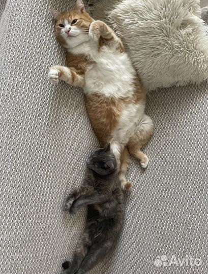Кот