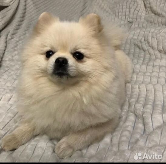 Шпиц вязка мальчик