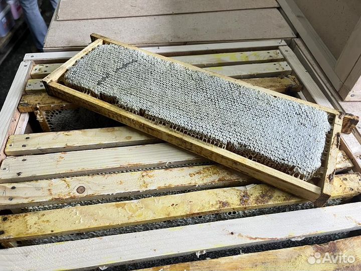 Сотовый мед оптом