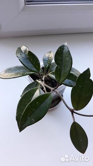 Хойя. Лиана