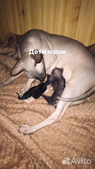 Вязка Донской сфинкс кот - резиночка