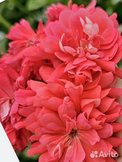 Черенки пеларгоний