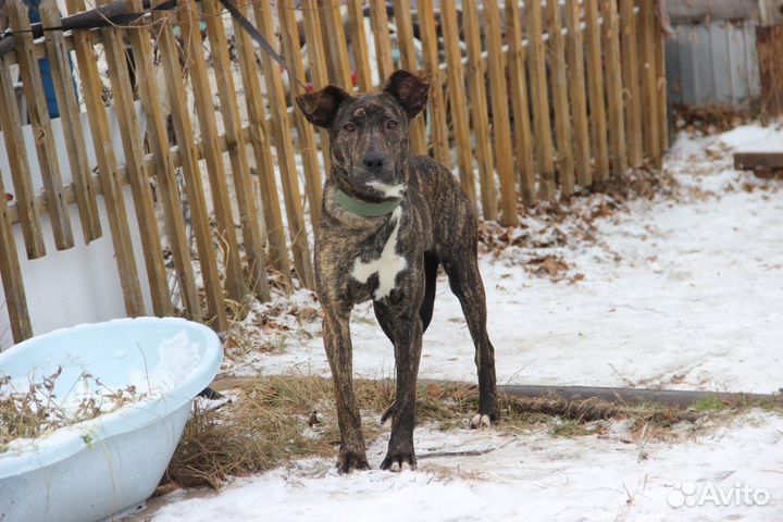 Отдам бесплатно в хорошую семью