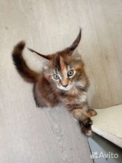 Котята мейн-кун