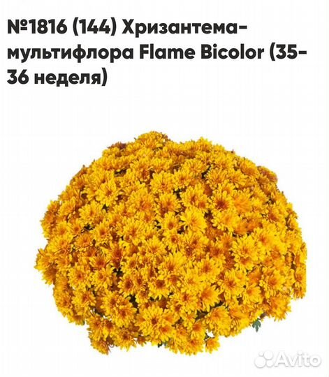 Мультифлора 2