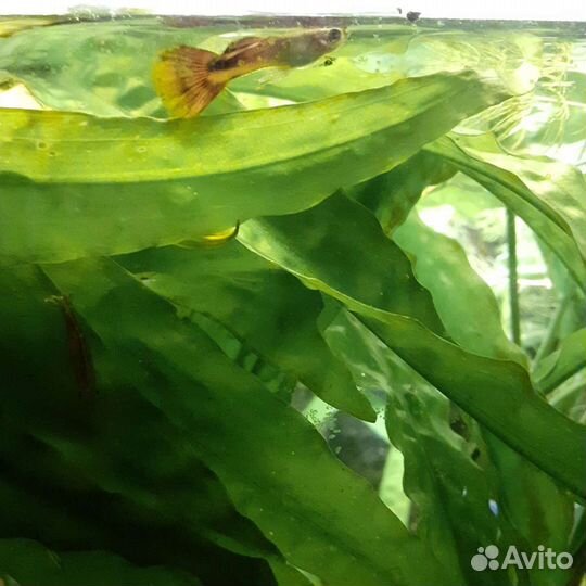 Растения криптокарина и улитки Хелены