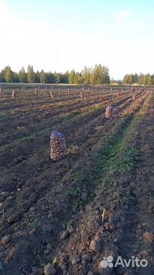 Оптом Картофель