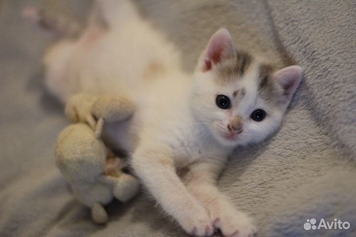 Котята 1 месяц