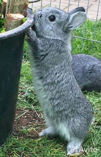 Декоративные кролики Большой Выбор в Питомнике