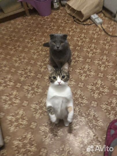 В добрые руки кошечка