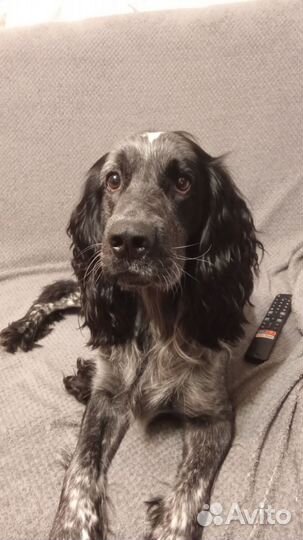 Русский охотничий спаниель вязка