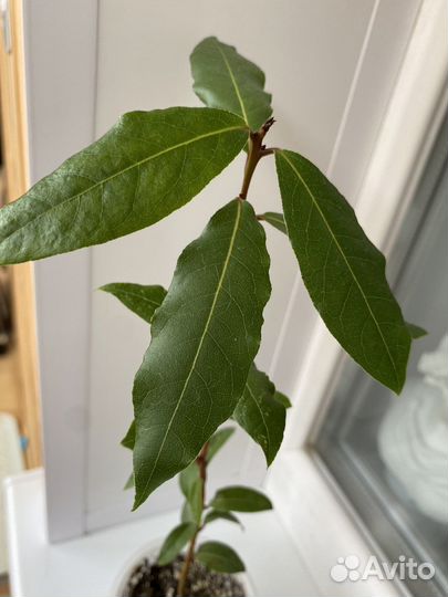 Лавровый лист,лавр благородный