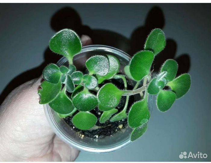 Комнатные цветы(аихризон, декабрист, хавортия)