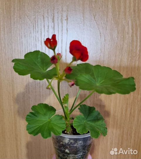 Пеларгония