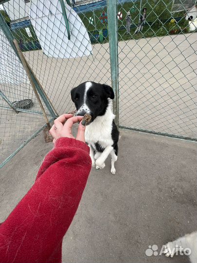 Метис бордер колли