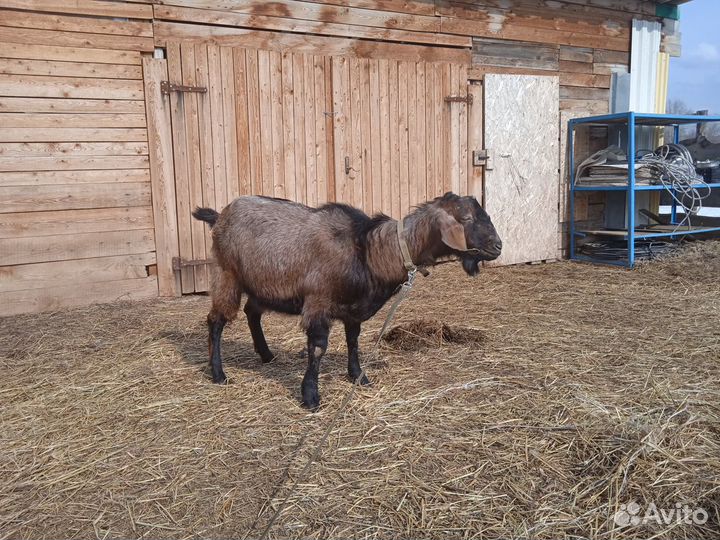 Козёл Нубийской породы
