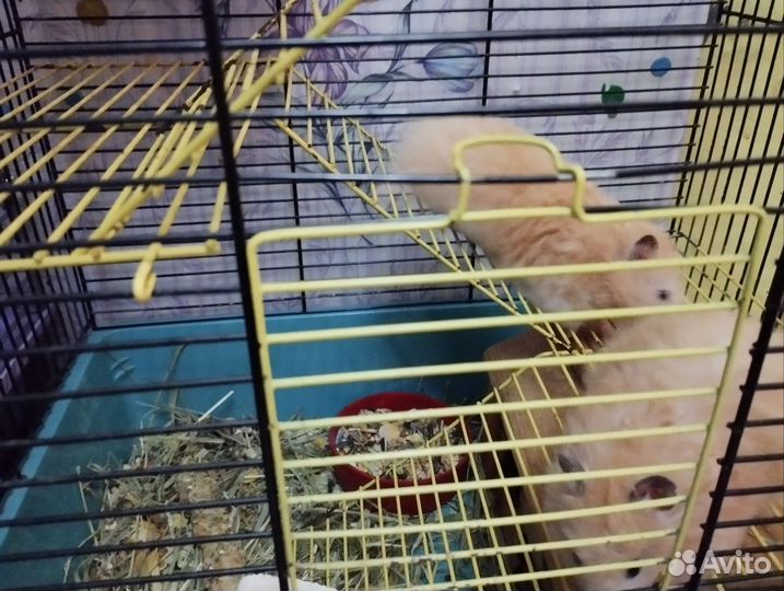 Сирийский хомяк бесплатно