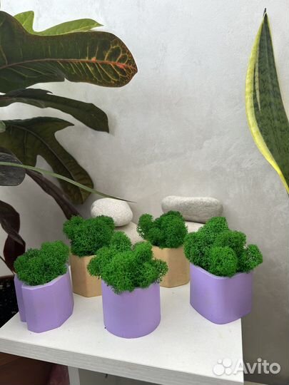 Кашпо со мхом