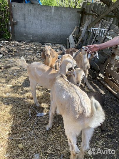 Альпо-нубийские козы и козлы
