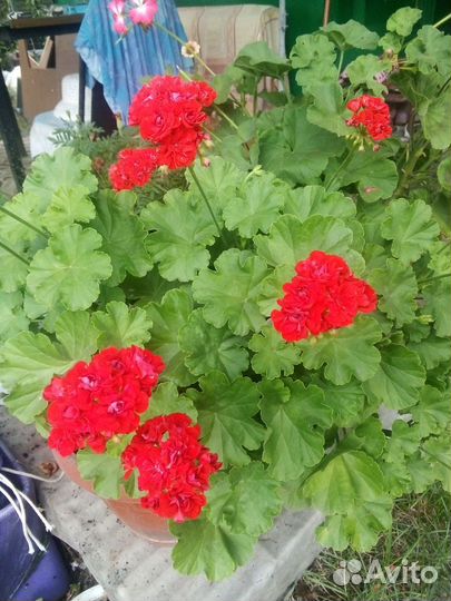 Пеларгония, есть Леона галактика