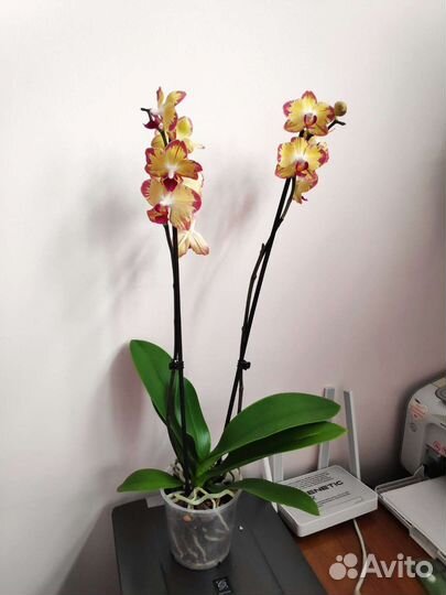 Орхидея фаленопсис Papagayo/Попугай