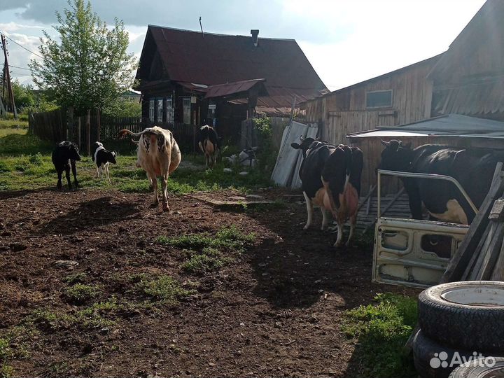 Продам 2 нетели