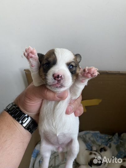 Джек Рассел терьер