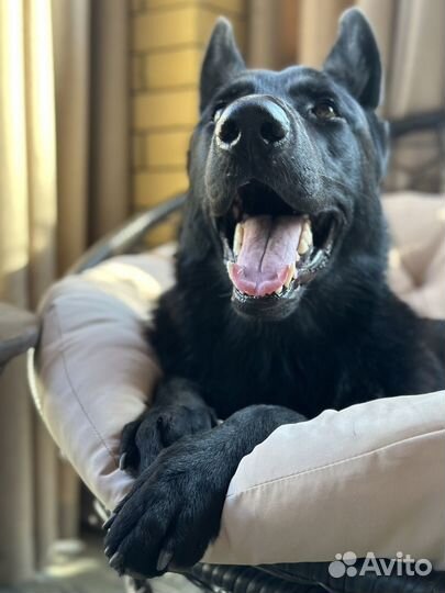 Немецкая овчарка вязка