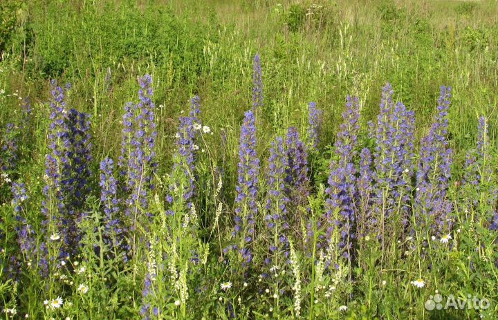 Семена синяка