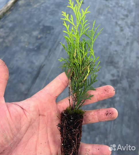 Туя Смарагд