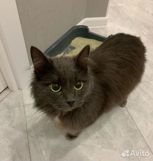 Кот в добрые руки