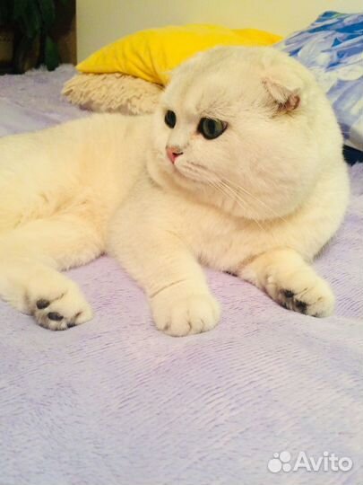 Вязка кота, Знаменитый Бонифаций