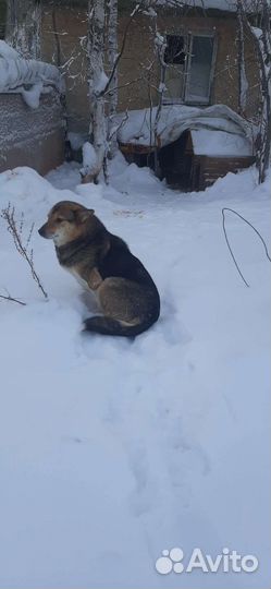 Собака Джулия в добрые руки