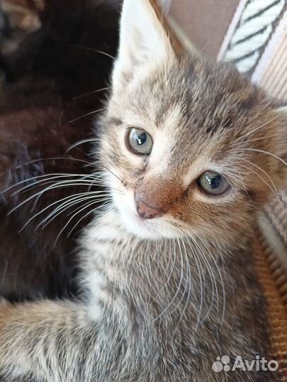 Котята отдам в добрые руки бесплатно