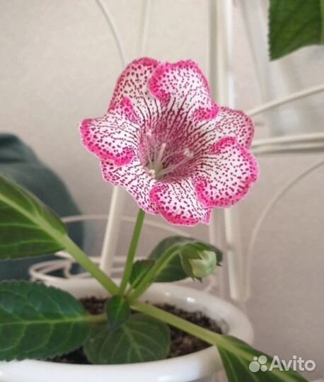 Глоксиния лист