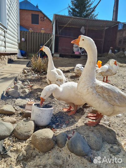 Гуси на племя