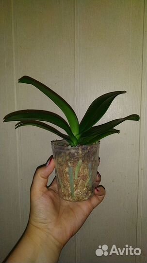 Орхидея Violet Eye