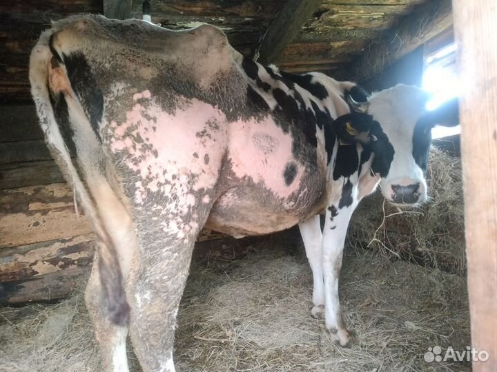 Корова 2 отëлом