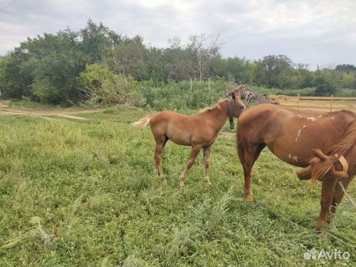 Продам жеребенка