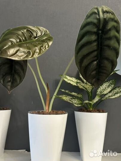 Алоказии детки (азлани, ред секрет)